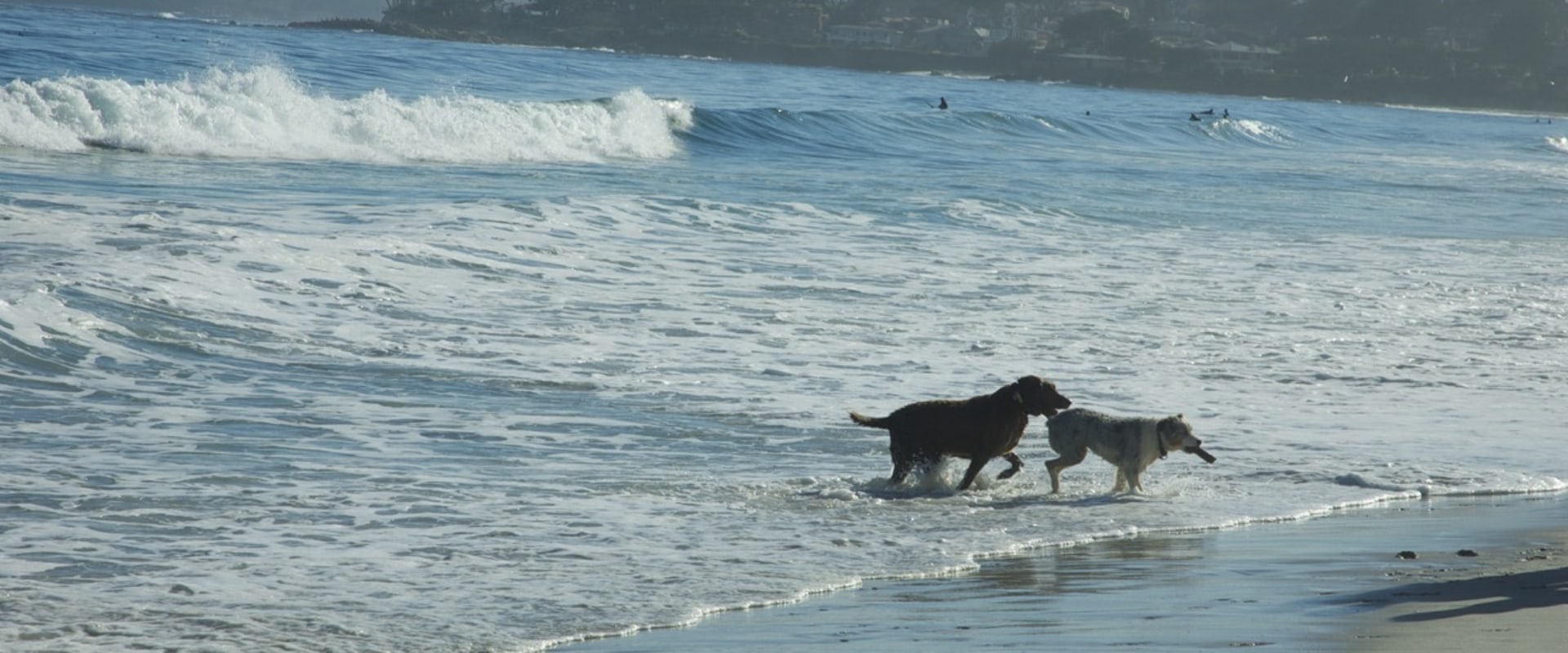 Can Dogs Enjoy Santa Monica Beach?