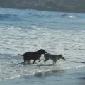 Can Dogs Enjoy Santa Monica Beach?