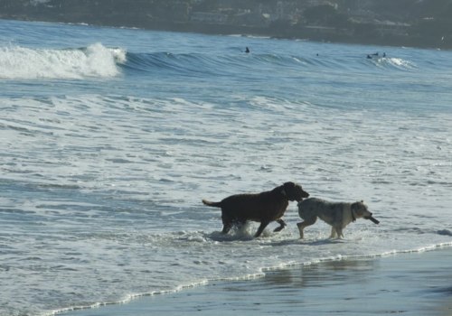 Does santa monica beach allow dogs?